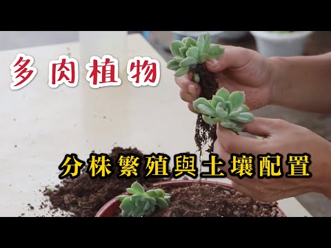 【天天小花農】多肉植物，教你如何進行分株操作，以及配置最適土壤促進生長