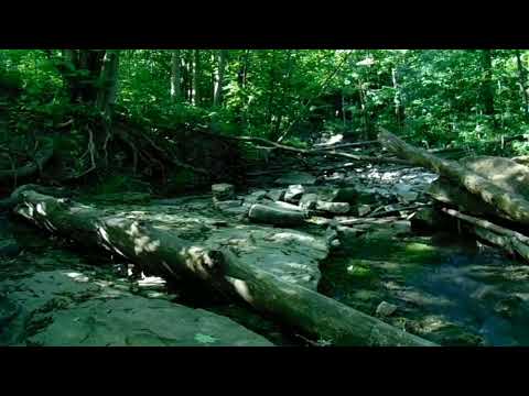 Relaxing Music : Summer, into the forest for exercise - Mua Ha, vao rung tap the duc, Moi Nguoi oi !