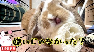 垂れ耳うさぎが嫌ってたヘチマで垢すりしまくった結果・・【ロップイヤー】