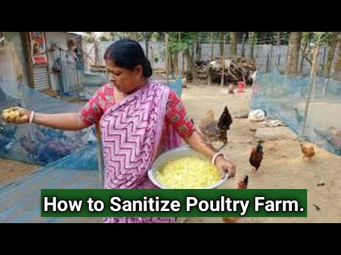 How to sanitize poultry Farm // মুরগির খামার কিভাবে জীবাণুমুক্ত রাখবেন l //