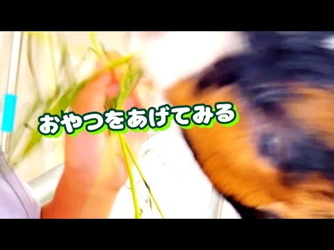 【ふれあい動物園】ミミナガヤギにおやつをあげてみたら凄かった【アニタッチ】