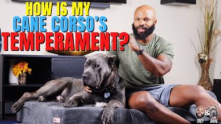 How Is My Cane Corso's Temperament?