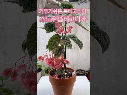 키우기쉬운 스노우캡 베고니아 #shorts