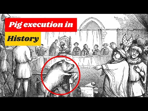 Real-life event when a pig was put on trial and sentenced to death| unusual facts |FACTSIGRAPHY