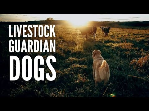 The 15 Best Livestock Guardian Dogs