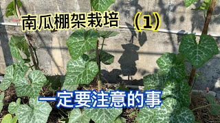 【鴻園小菜園】(南瓜棚架栽培-- 1) 一定要注意的事項