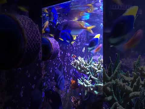 Breakfast in the 300 gallon reef