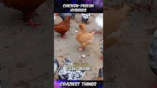 Chicken pigeon Hybrids 🐤🕊️| Craziest Things Part 166