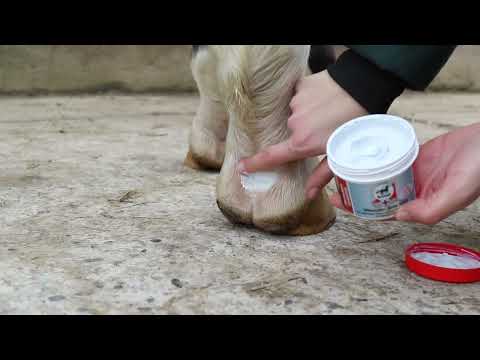 How to apply Leovet® Silver Ointment