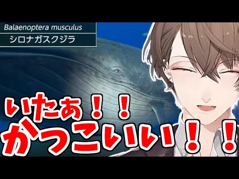 巨大魚類に目を輝かせテンションが上がる加賀美社長の海産物チャンネル