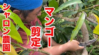 【マンゴー】マンゴーの剪定作業！#シャロン農園 #マンゴー栽培 #有機栽培 #ヨロン島