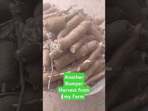 Another Bumper Harvest from My Farm.              #bumper  #cassava #harvest #cassavafarming #news