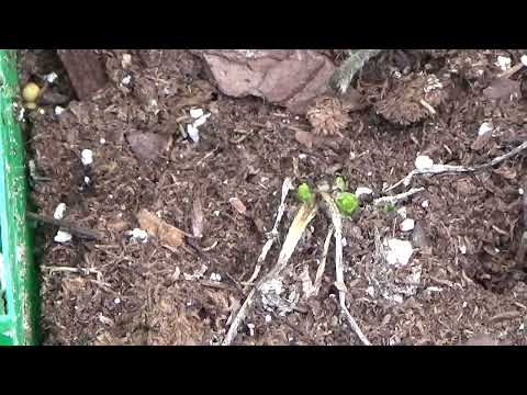 Ranunculus Seedling Corms Sprouting, Should I Keep My Ranunculus Corms From One Year To The Next