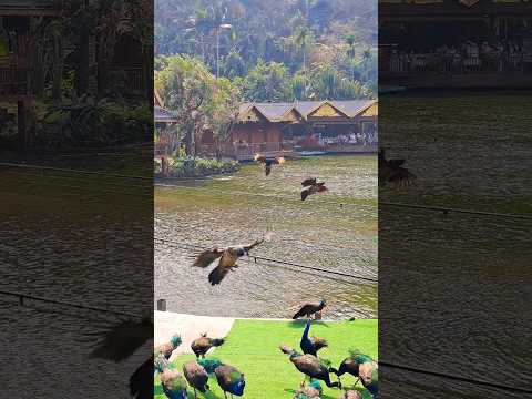 peacocks fly.#peacock #nature #vlog