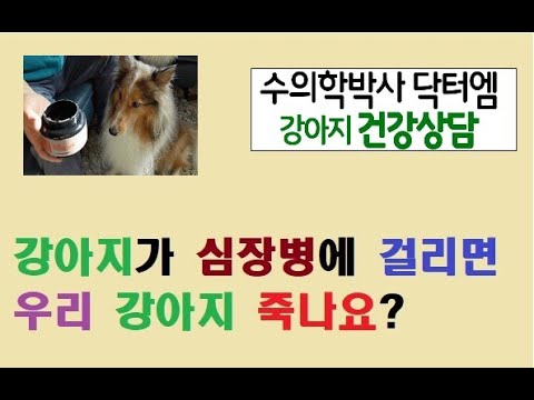 우리 강아지 심장병 걸렸다는데 곧 죽나요? ㅠㅠ