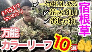 【普通の宿根草じゃ満足しない】花も楽しめるカラーリーフ10選🤲 / お庭にアクセントが欲しい方は、コレ植えて🌸 / 葉に鑑賞価値があるので花が終わっても一年中楽しませてくれる✨【ガーデニング】