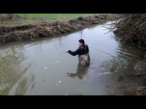 The Water Is Right! Let's Catch Some Beaver! #beaver #trapping #oregon