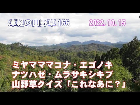 津軽の山野草166(ﾐﾔﾏﾏﾏｺﾅ・ｴｺﾞﾉｷ・ﾅﾂﾊｾﾞ・ﾑﾗｻｷｼｷﾌﾞ・山野草ｸｲｽﾞ)