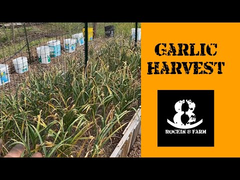 When Do I Harvest Garlic | Central Texas Garden