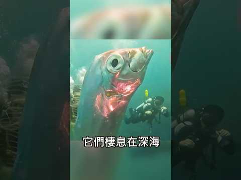 它是傳說裡的深海巨龍？真實存在的海底巨物！ #深海 #海怪