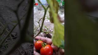 Mini Garden #gardeningchannel #spinach#harvesting #happy #nature#short