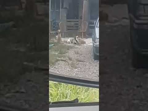 Recorded from my side mirror, puppies playing before dinner #puppy #puppypic #puppyvideos #animals