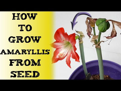 how to grow amaryllis from seed 如何種好孤挺花 अमरीलिस बीज कैसे उगाएं COMO SEMBRAR SEMILLAS DE AMARYLLIS