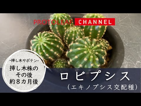 【挿し木サボテン】ロビプシス（エキノプシス交配種）子株の挿し木　約八ヶ月後【一丈青】