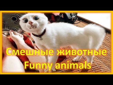 Самые смешные животные. Приколы с котами и собаками