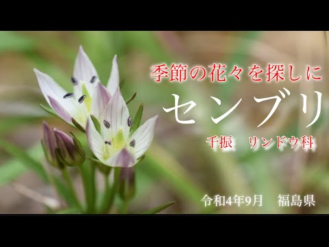 【山野草・野草】9月　センブリ　季節の花々を探して