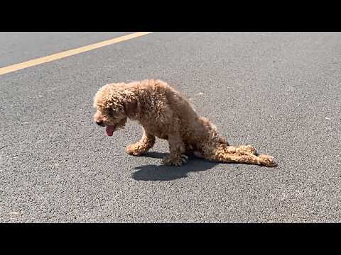 A deformed teddy dog drags his paralyzed lower body, crawling alone on the road, unsure where to go.