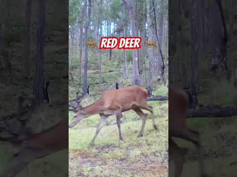 Wild Red Deer #ozziereviews #reddeer #deer #deerhunting #venison #shooting #308  #firearms #rifle