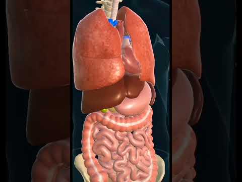 Human Lungs #shorts #youtubeshorts