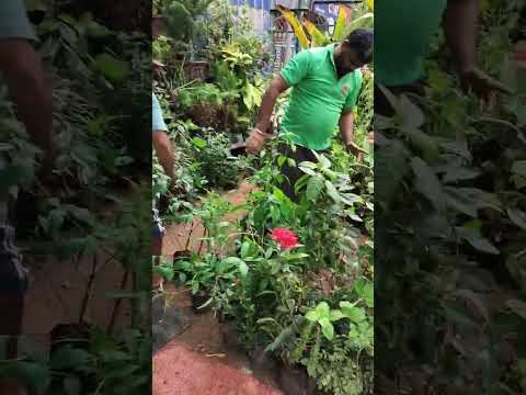 Exploring a Beautiful Plant Nursery 🌿 | Discover Unique Garden. #PlantNursery #GardenTour  #freyfarm