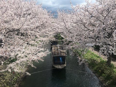 【日本櫻花季】美到爆炸的京都伏見十石舟乘船場｜京都でお花見