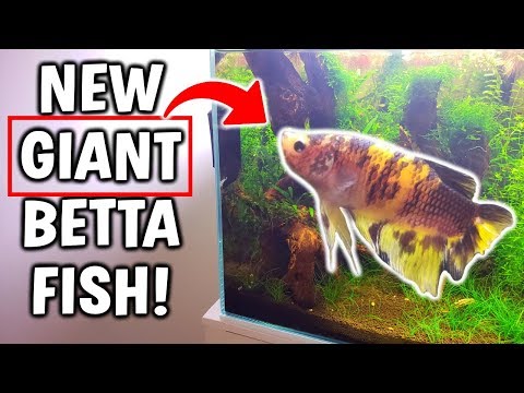 New GIANT Betta Fish! Added To Perfect Betta Aquarium