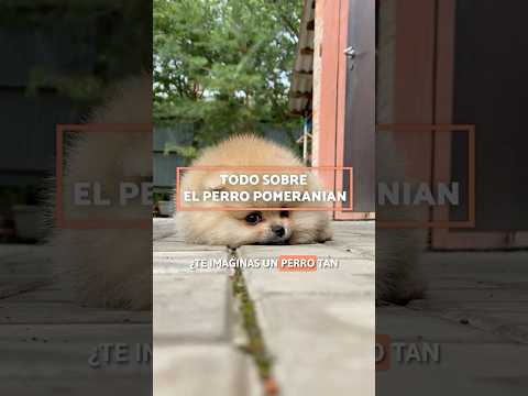 TODO sobre el PERRO POMERANIAN 🐻 #PERROS #DOG