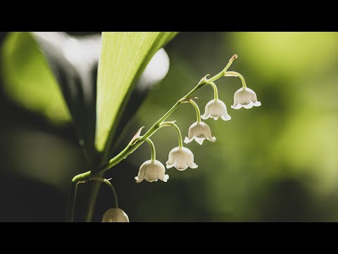 自然河水 钢琴音乐  平静静心  解压放松  工作休息  Ambient  Music  piano music  relaxing music