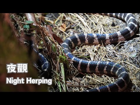 Night Herping / Green Tree Viper, Red-banded Snake, Many-banded Krait