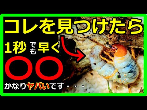 【最強害虫！】コガネムシの幼虫を駆除する方法をご紹介！あなたが使うのはオルトランですか？それ間違ってる！？オススメ最強農薬と無農薬の2パターン！【早く対策をしないと根こそぎやられます】