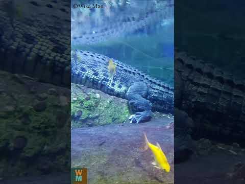 Big Crocodile in Dubai Aquarium Zoo #dubai #travel #youtubeshorts