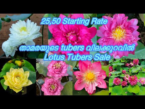 25,50 മുതൽ താമരയുടെ Tubers വിലക്കുറവിൽ വാങ്ങാം/ Lotus Tubers For Sale #malayalam # #trending#youtube