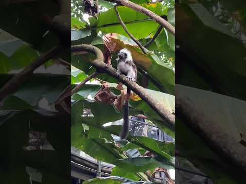 木柵動物園