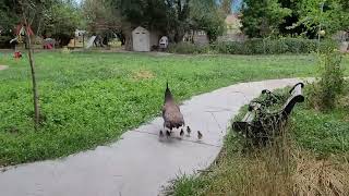 Oaklee finds baby peachicks Aug 13, 2024