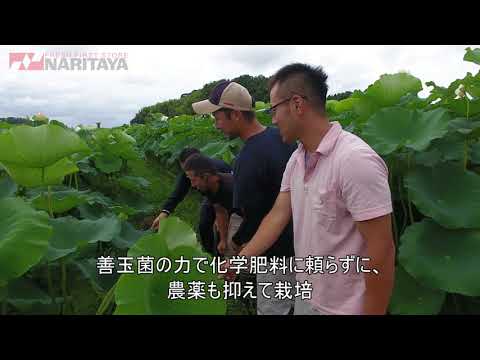 ナリタヤやさい 千葉県成田市・平野孝憲さん、謙太さんの蓮根