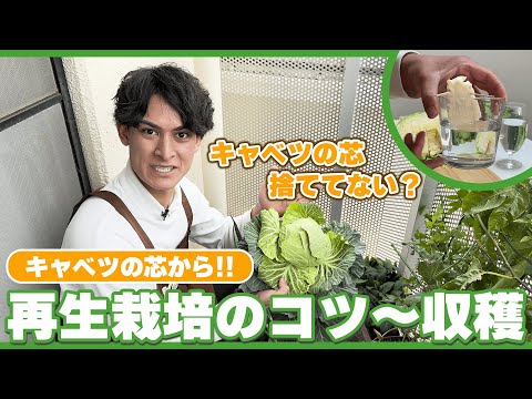 [6ヶ月で収穫!!] 半額キャベツの芯からもう一度収穫！育て方のコツを紹介！