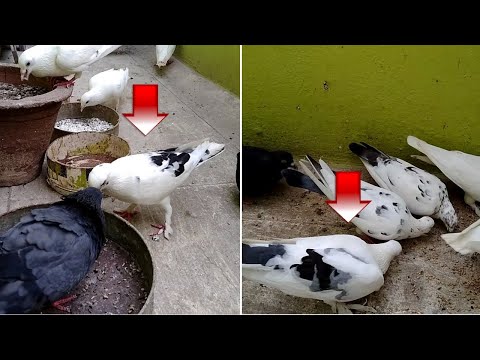 Paramyxo affected pigeons are cured in Tamil | தலையாட்டி பாதித்த புறா குணம் அடைந்தது  | Pet Pigeon