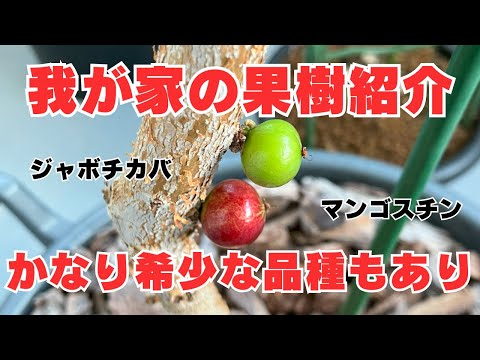 我が家の果樹を紹介！かなり希少なジャボチカバもあり！