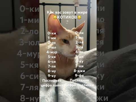 А как зовут тебя?🐱# #bestvideo #cute #врек #cat #ileocat #fun #subscribe #котики