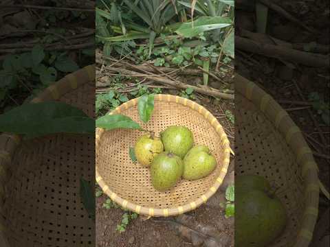 Farming & gardening life: Homestead enjoy country life vlog #38 #homestead #countrylife #gardenlife